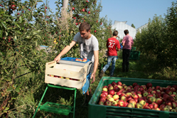 jeunes en train de récolter des pommes