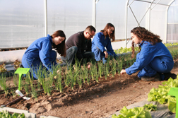 Vegetable production - campus de Pouillé