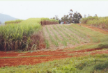 Photographie Sugarcane field, Queensland, changement, enviroonement, économique, itinéraires techniques viticoles
